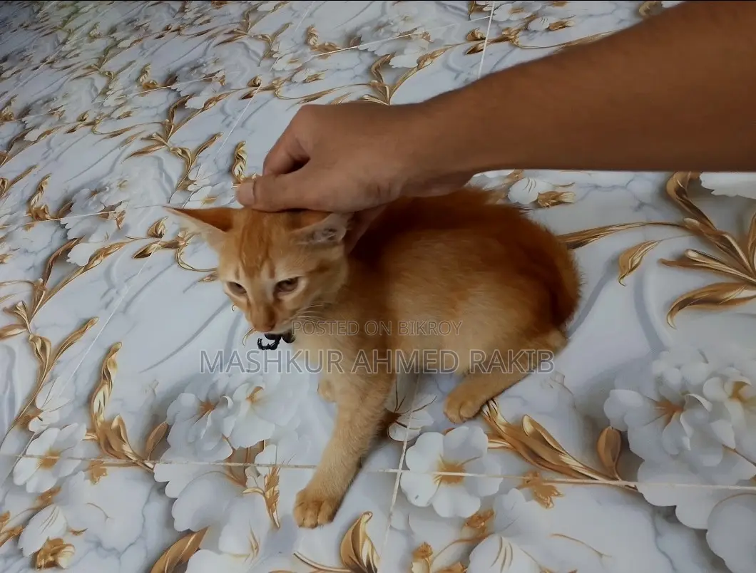Cute Cat For Sale!