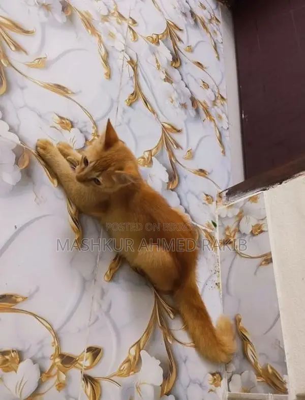 Cute Cat For Sale!
