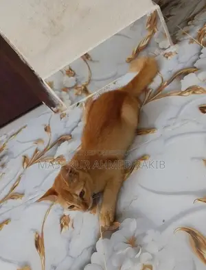 Cute Cat For Sale!