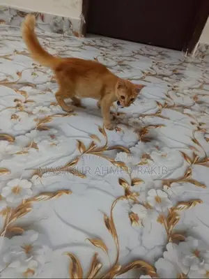 Cute Cat For Sale!