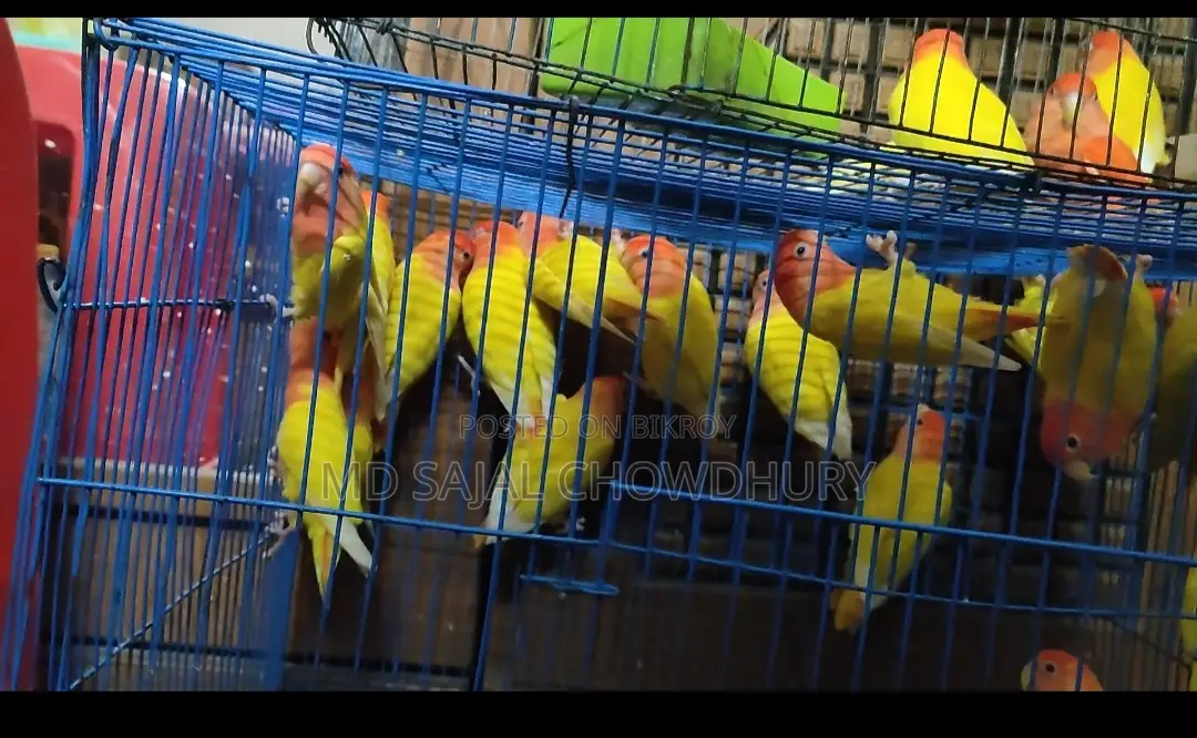 Running Breeding Lutino Opaline Lovebird Pair Red Eye Offer
