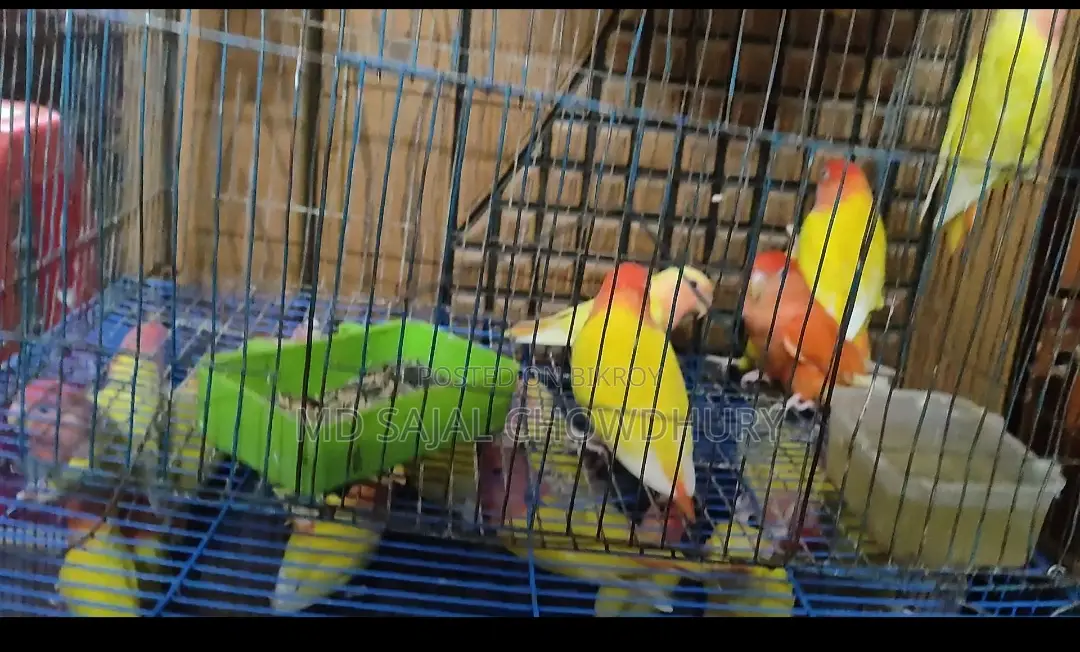 Running Breeding Lutino Opaline Lovebird Pair Red Eye Offer