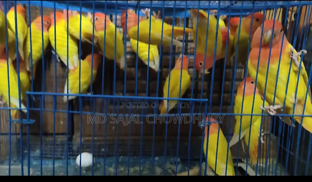 Running Breeding Lutino Opaline Lovebird Pair Red Eye Offer