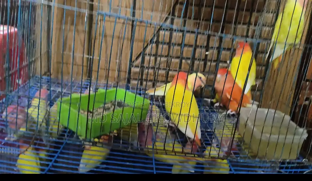 Running Breeding Lutino Opaline Lovebird Pair Red Eye Offer