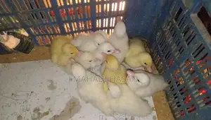 চিনা হাঁসের বা*চ্চা বি*ক্রি
