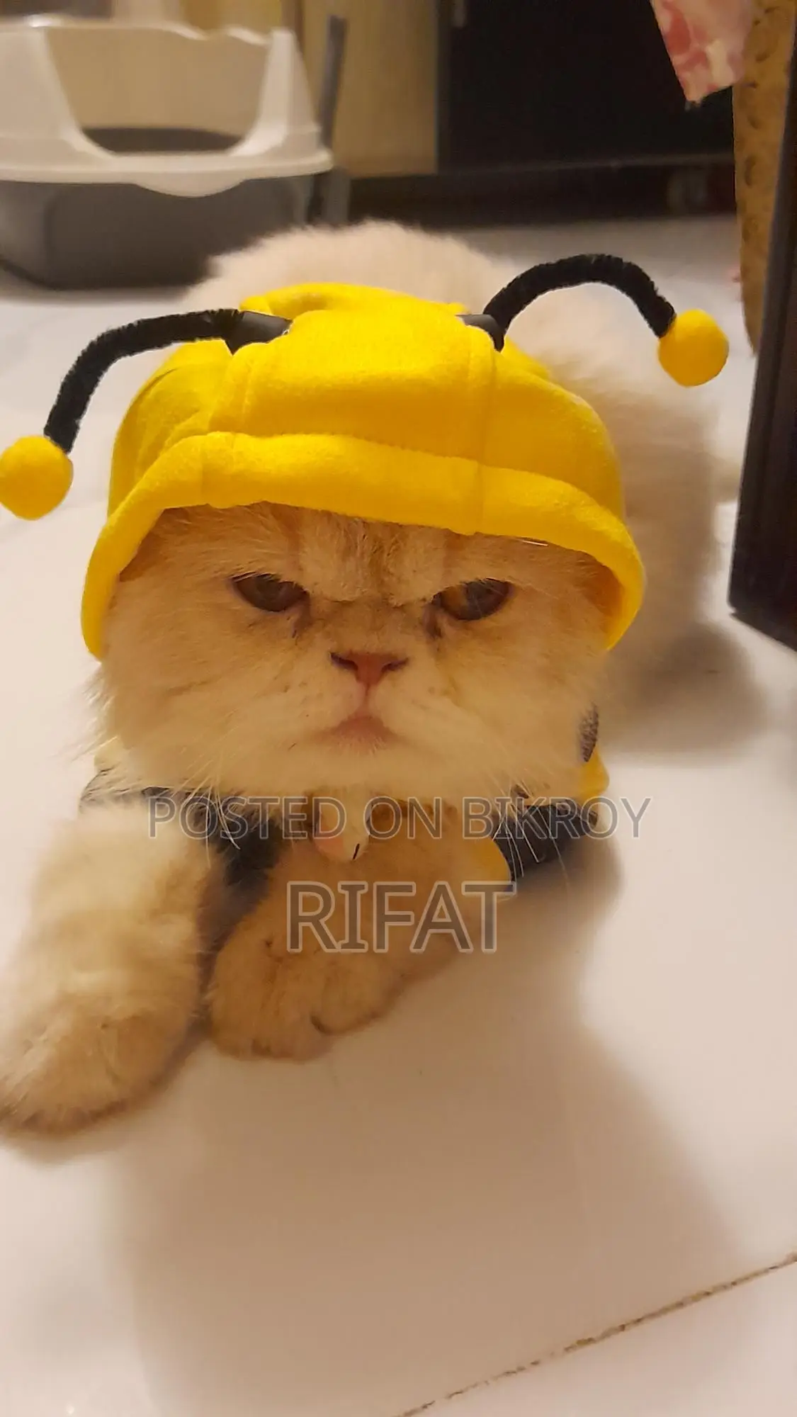 Cat Clothing