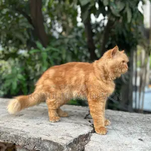 Persian Cat For Sale