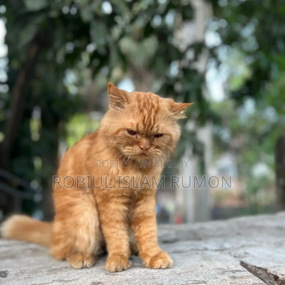 Persian Cat For Sale