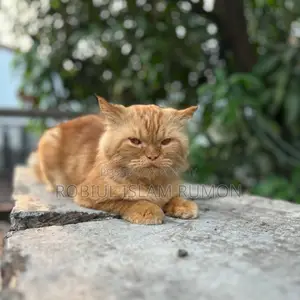 Persian Cat For Sale