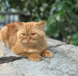 Persian Cat For Sale