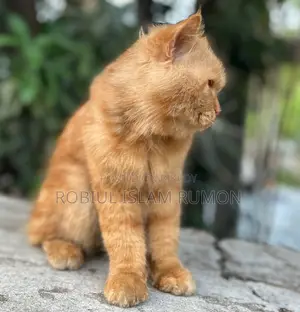 Persian Cat For Sale