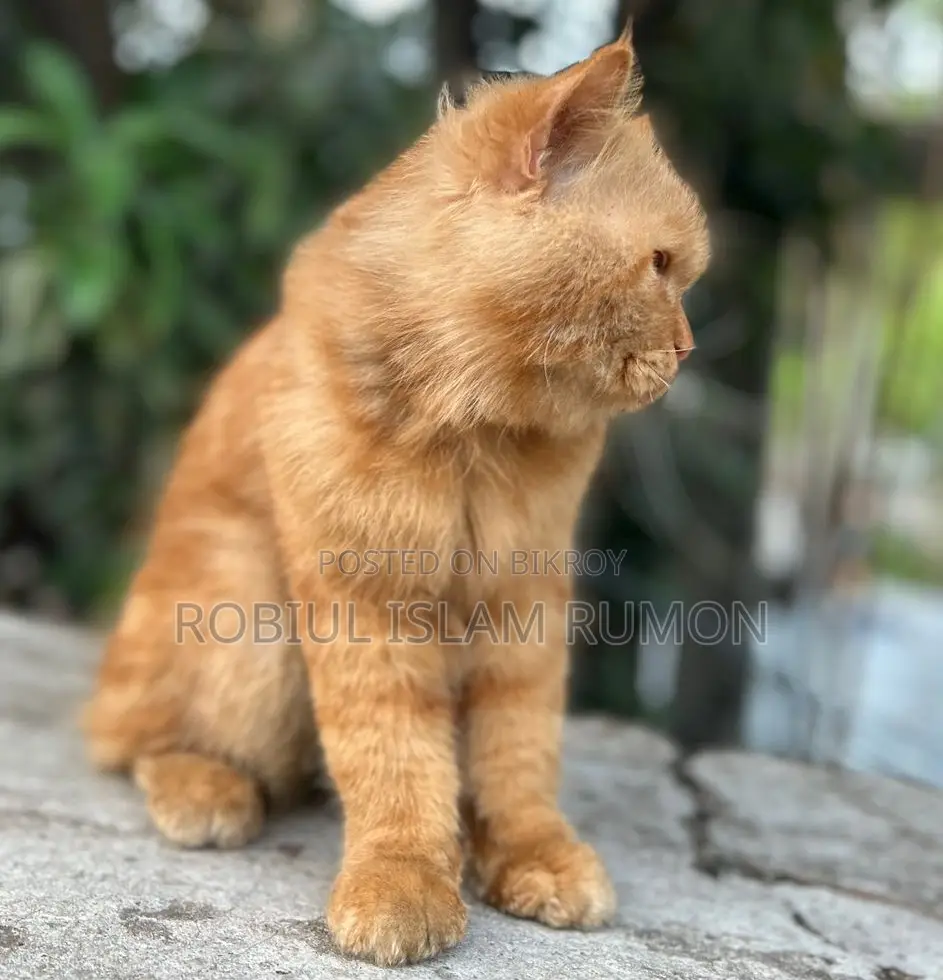 Persian Cat For Sale