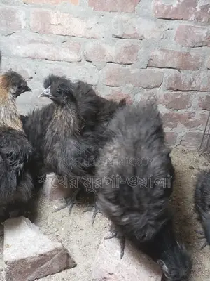 Silkie Chicken