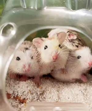 Hamster (Roboroski)