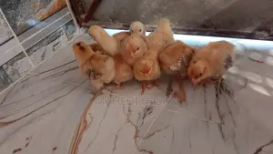 সেরেমা মুরগি