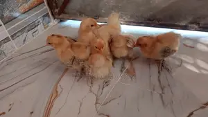 সেরেমা মুরগি