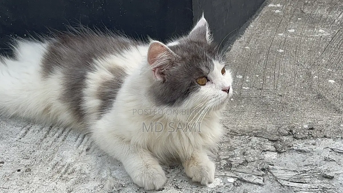 Short Hair Double Coat Persian