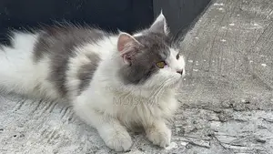 Short Hair Double Coat Persian