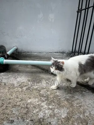 Short Hair Double Coat Persian