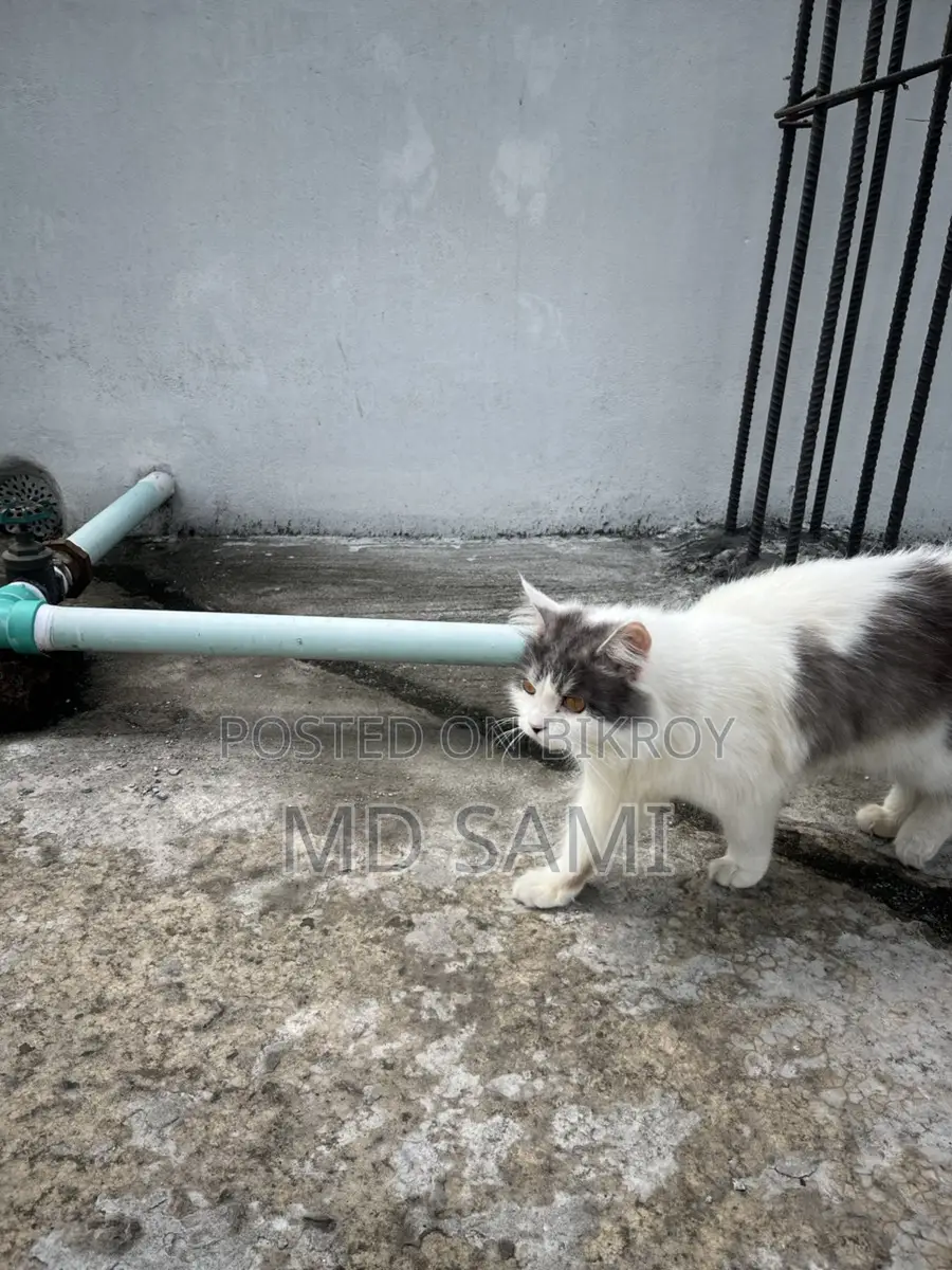 Short Hair Double Coat Persian