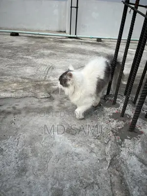 Short Hair Double Coat Persian