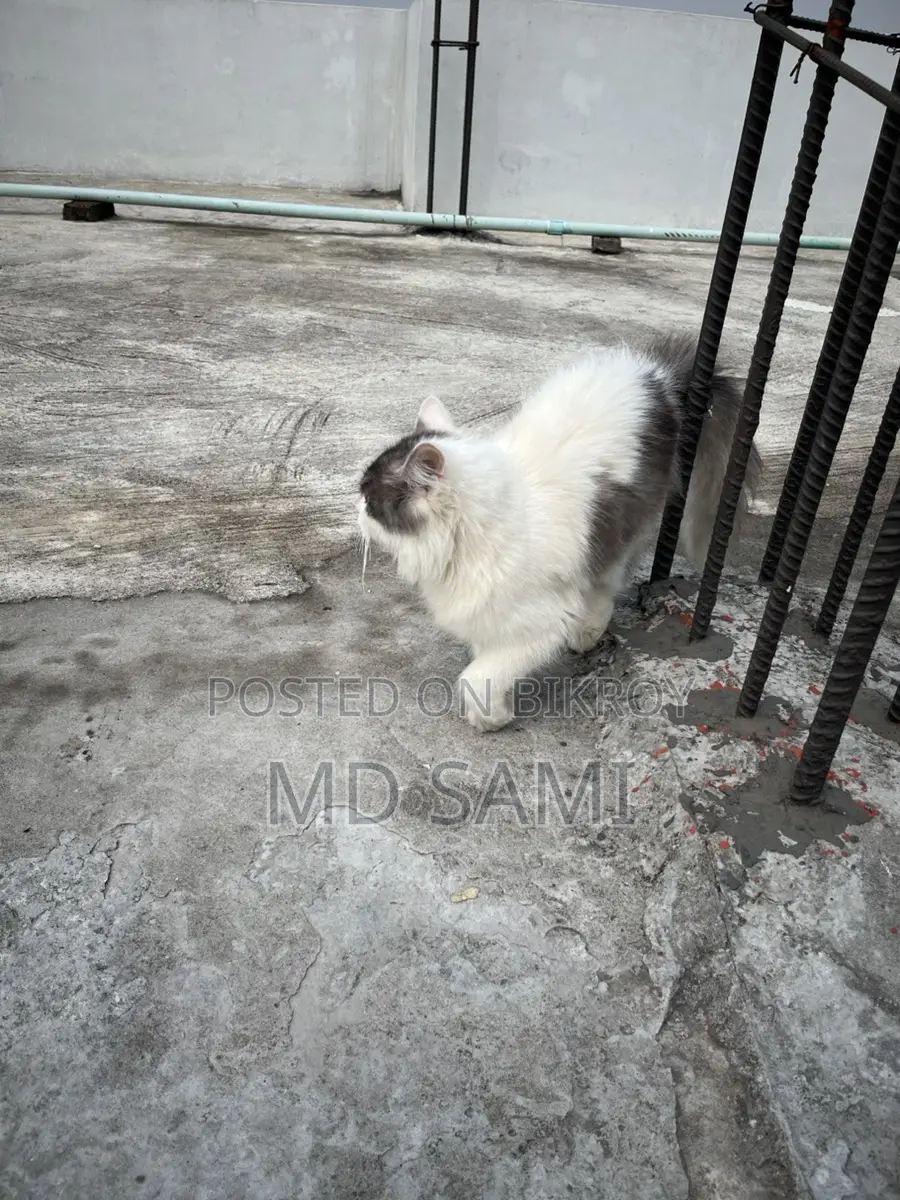 Short Hair Double Coat Persian