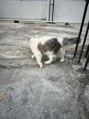 Short Hair Double Coat Persian