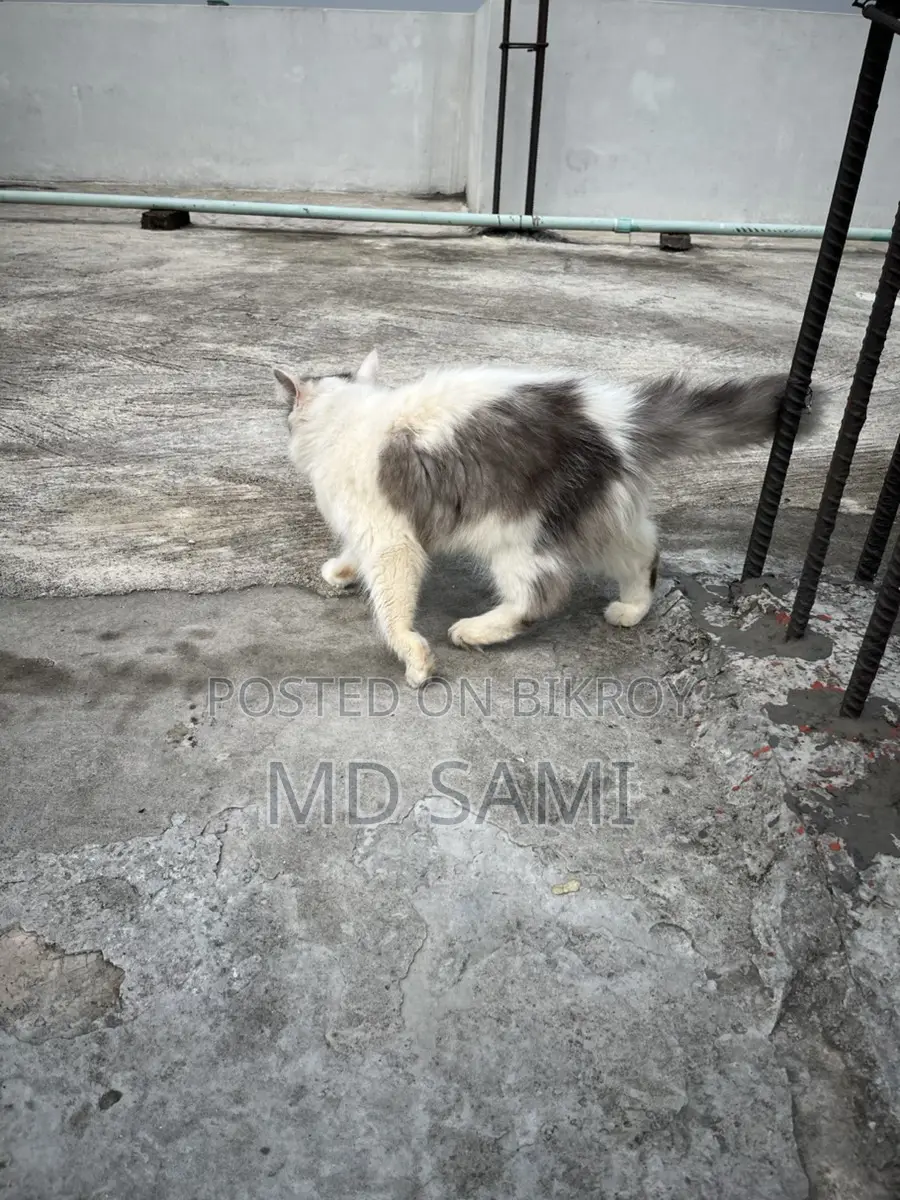 Short Hair Double Coat Persian
