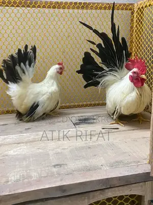 Japanese Bantam Chicken Hatching Eggs
