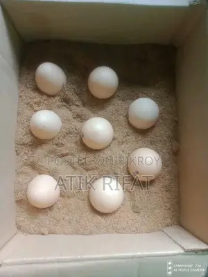 Japanese Bantam Chicken Hatching Eggs