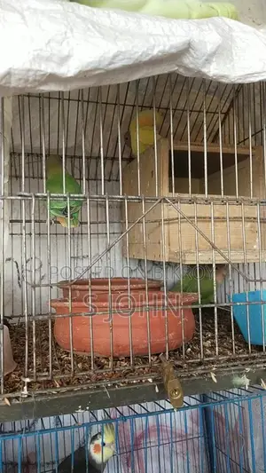 Love Bird