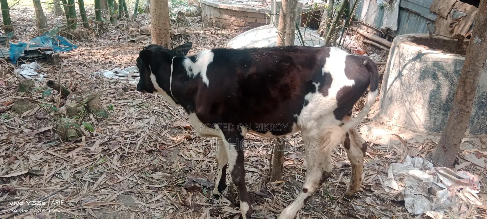 বকনা বাছুর
