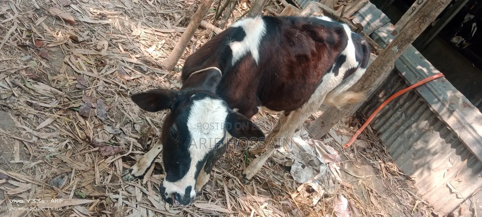 বকনা বাছুর