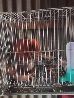 King Quail
