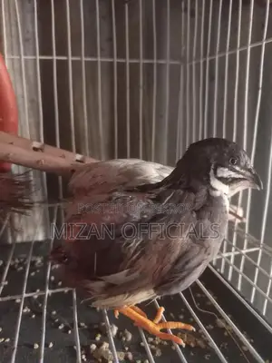 King Quail