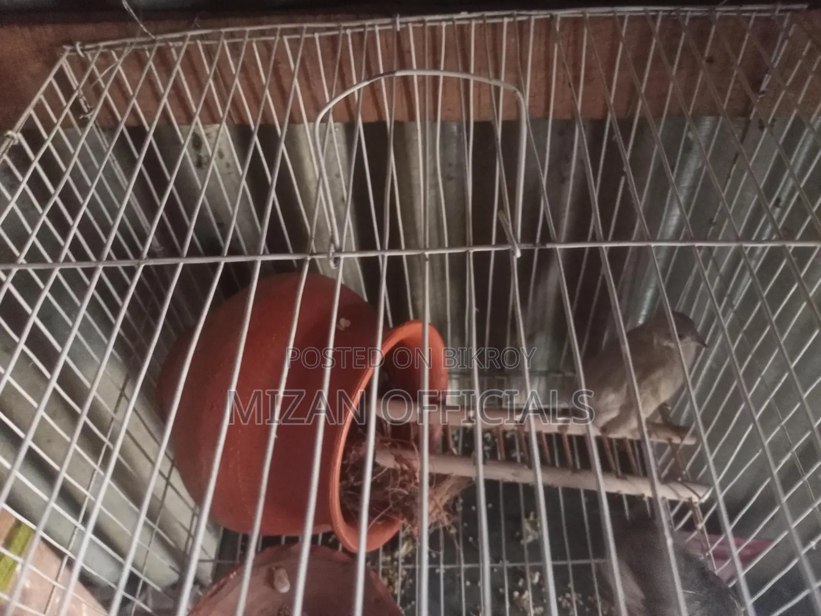 King Quail