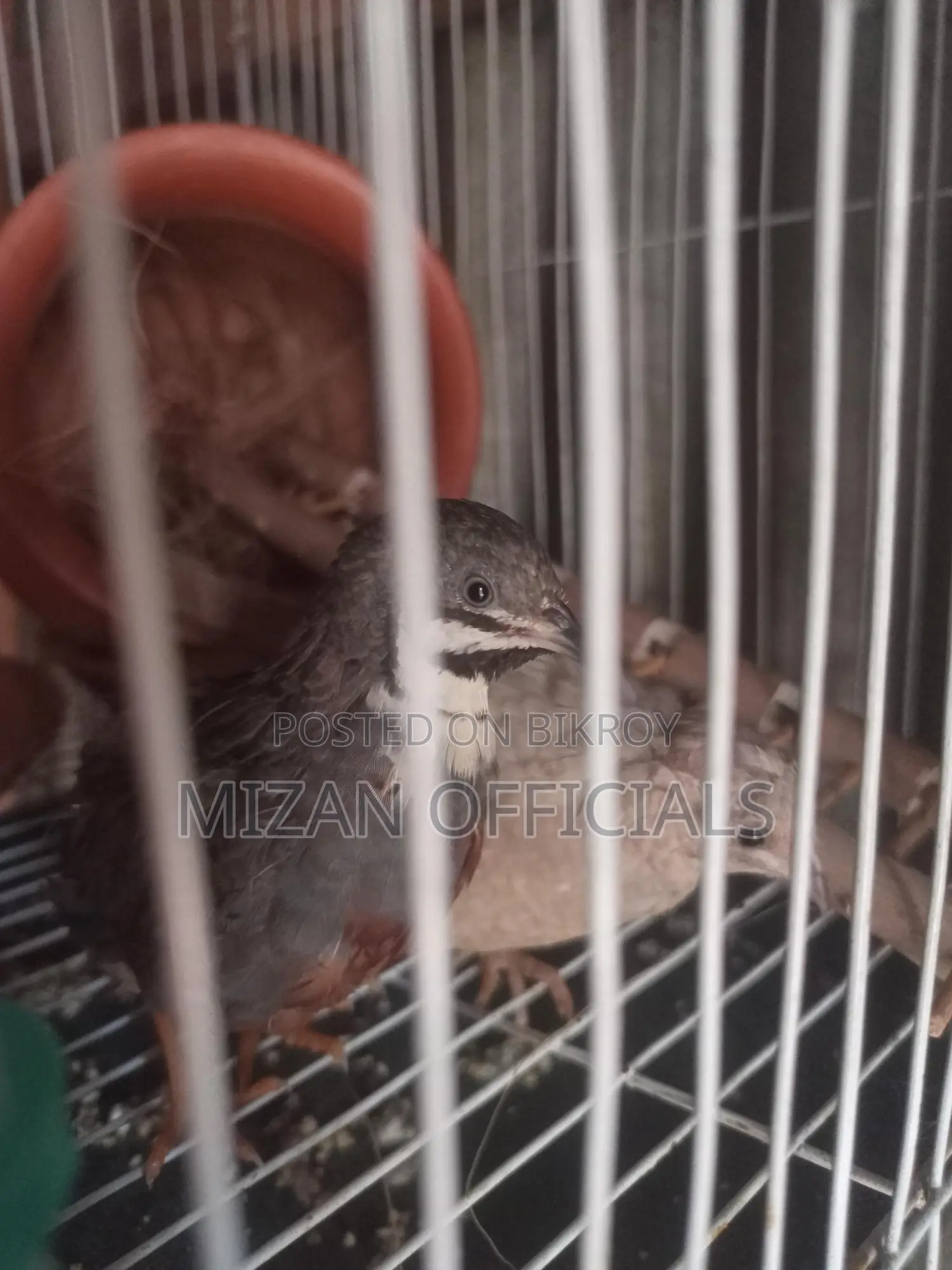 King Quail