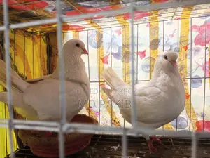 কিং কবুতর