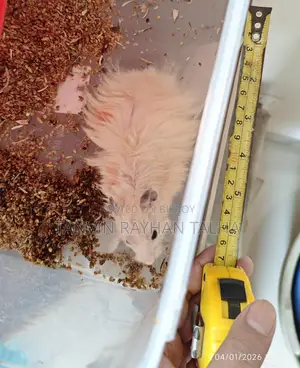 Hamster Male (new Adult)