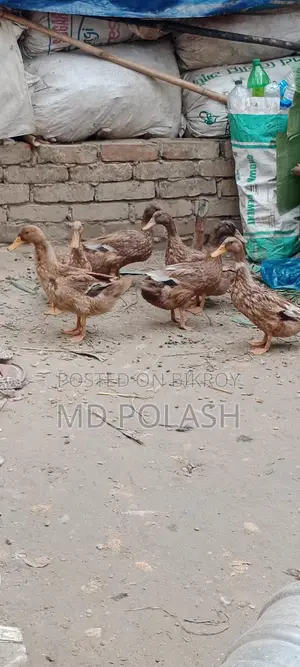 High-Quality Original Pure Duck