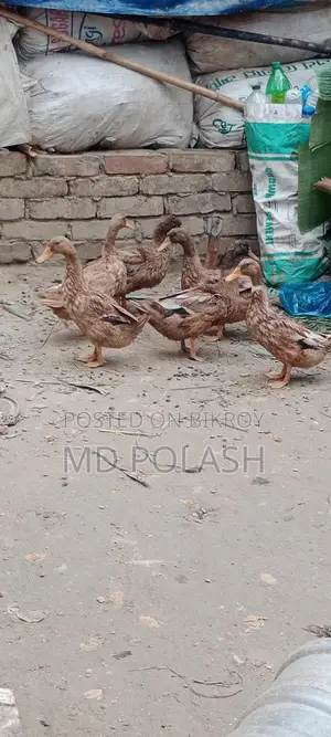 High-Quality Original Pure Duck