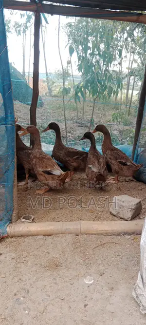 High-Quality Original Pure Duck