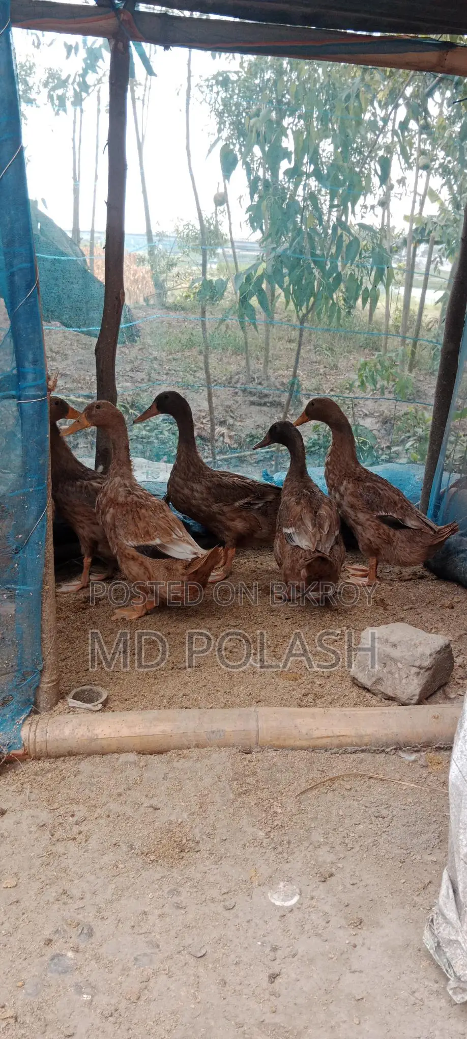 High-Quality Original Pure Duck