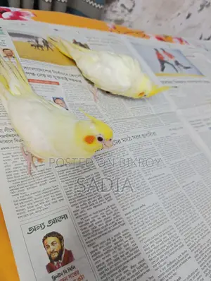 Cocatail Baby