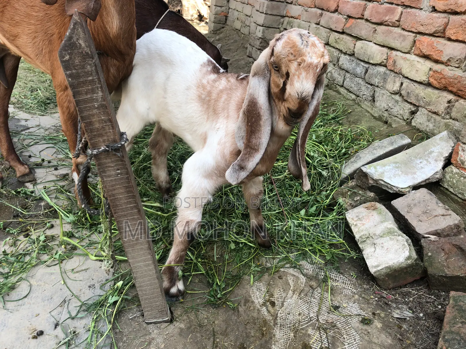 তোতাপুরি পাঠা ছাগল এর কছ