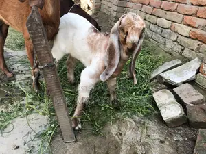 তোতাপুরি পাঠা ছাগল এর কছ