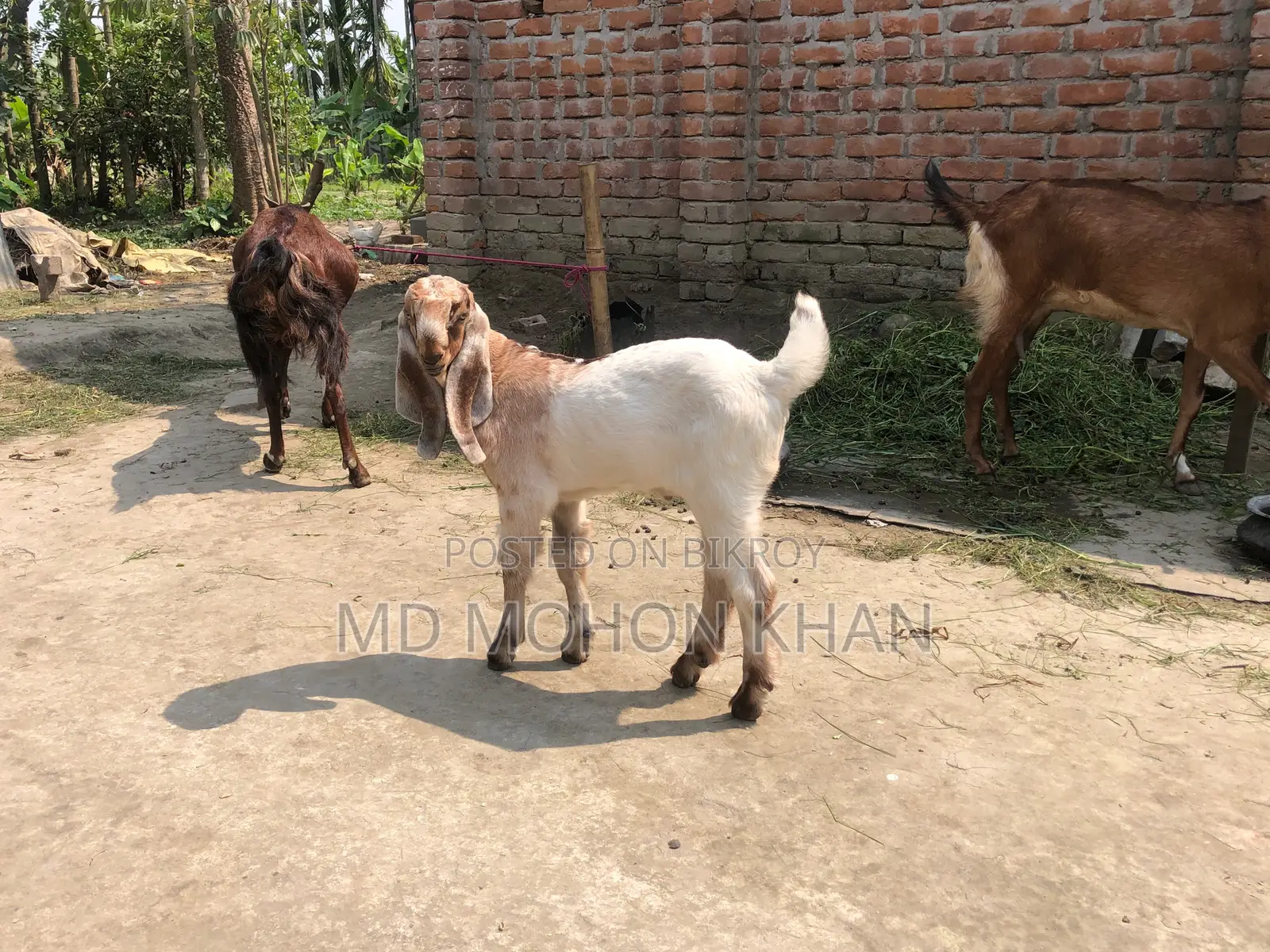 তোতাপুরি পাঠা ছাগল এর কছ