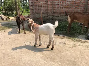 তোতাপুরি পাঠা ছাগল এর কছ