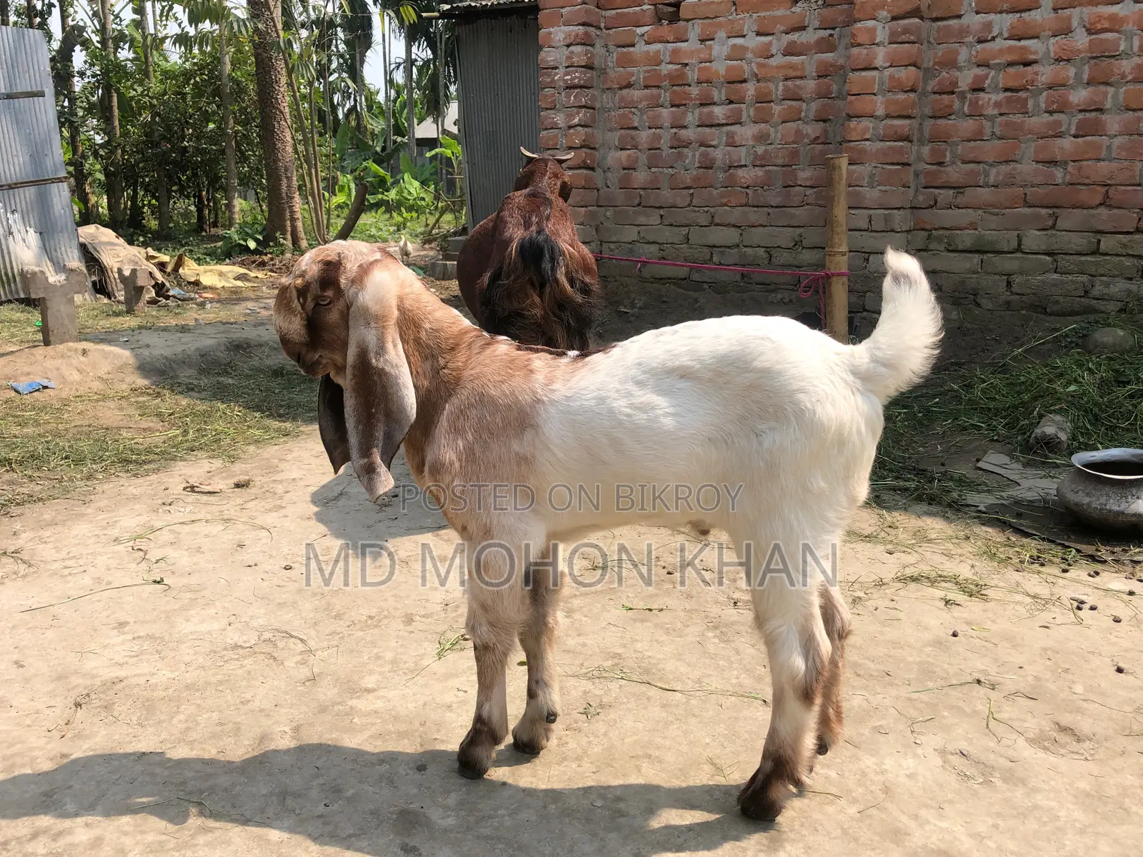 তোতাপুরি পাঠা ছাগল এর কছ