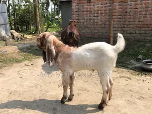 তোতাপুরি পাঠা ছাগল এর কছ